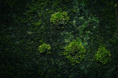 Duvarda Makro Yosun Arkaplanı