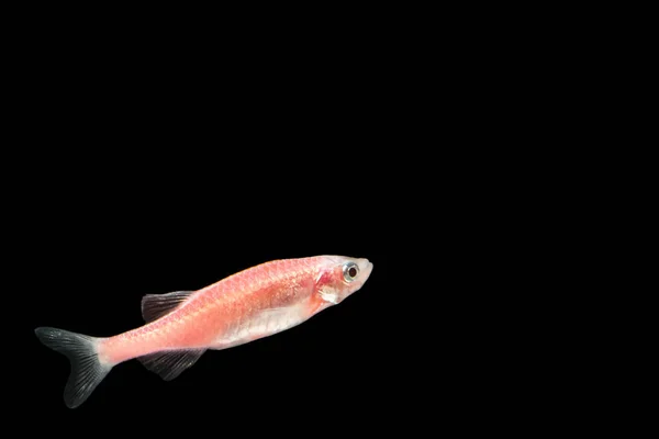 Neon Tetra Rosa Peixe Macro — Fotografia de Stock