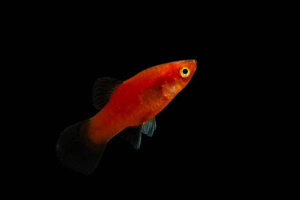 Rote Molly Fische — Stockfoto