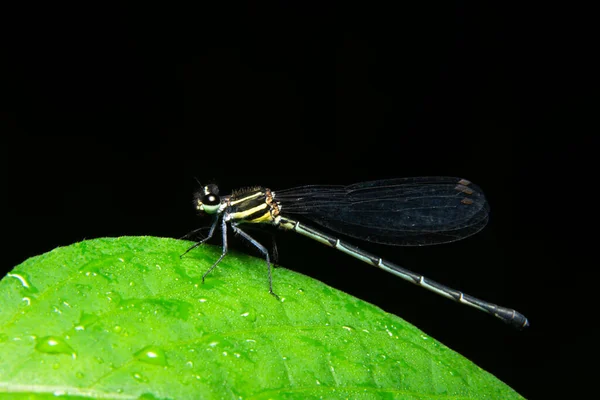 Planta Agulha Macro Libélula — Fotografia de Stock