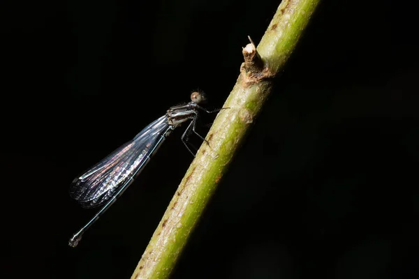 Libélula Macro Aguja Planta —  Fotos de Stock