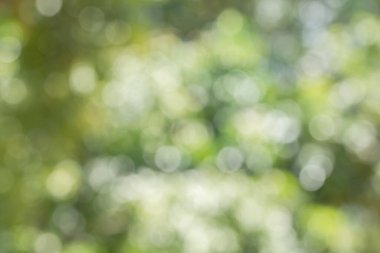 Doğal bokeh arkaplan bulanıklığı