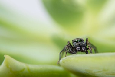 Yaprağın üzerinde Örümcek resmi var.