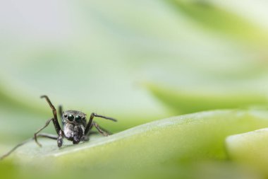 Yaprağın üzerinde Örümcek resmi var.