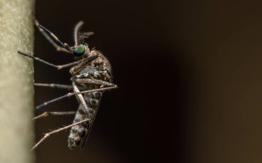 Bir dala sivrisinek yakın çekim fotoğrafı