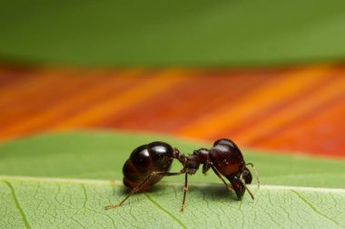 Karıncaların yakın plan fotoğrafı Pheidole jeton driversus bir dal üzerinde