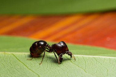 Karıncaların yakın plan fotoğrafı Pheidole jeton driversus bir dal üzerinde