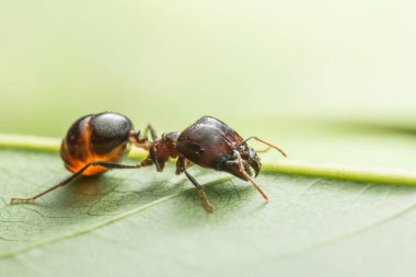Karıncaların yakın plan fotoğrafı Pheidole jeton driversus bir dal üzerinde