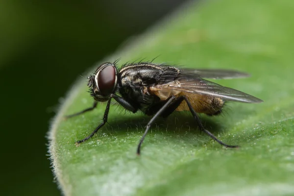 Fliege Auf Dem Blatt — Stockfoto