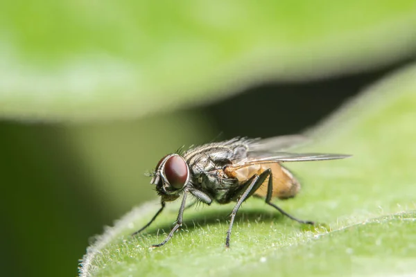 Fliege Auf Dem Blatt — Stockfoto