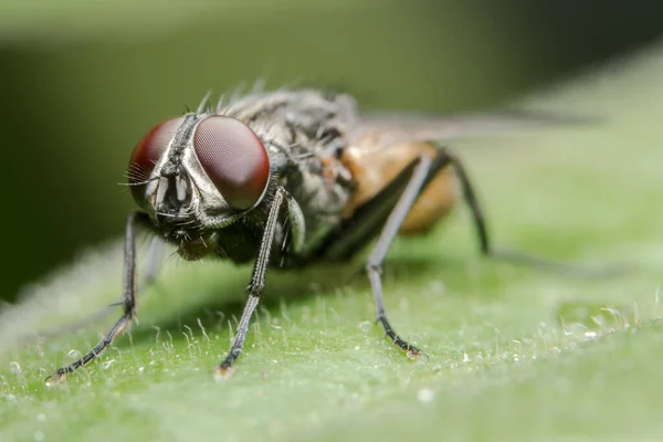 Fliege Auf Dem Blatt — Stockfoto