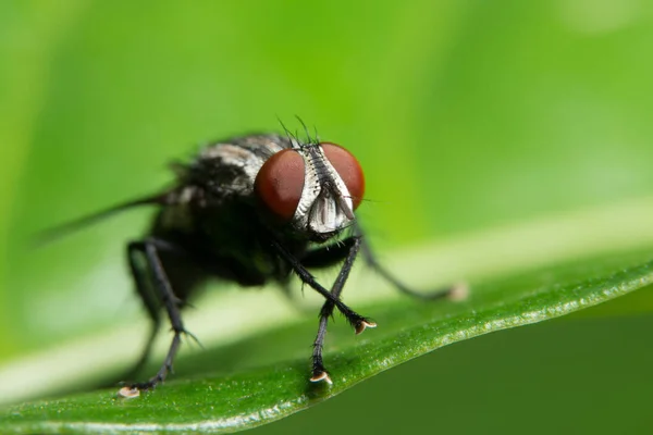 Volar Hoja — Foto de Stock