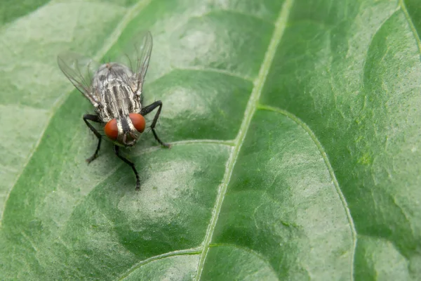 Foto Cerca Una Mosca Una Hoja — Foto de Stock