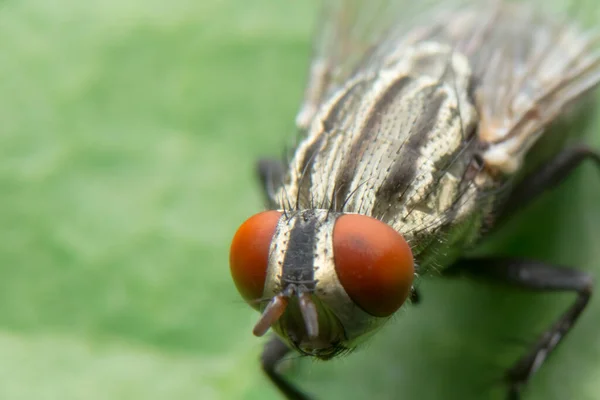 Foto Cerca Una Mosca Una Hoja — Foto de Stock