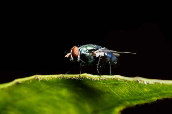 Κοντινό Πλάνο Της Μύγας Στα Φύλλα — Φωτογραφία Αρχείου