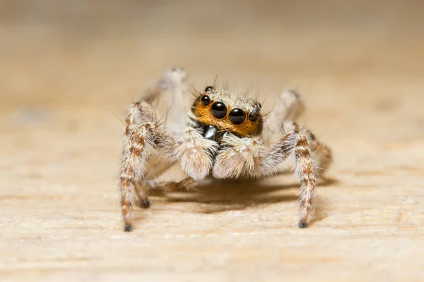 Makro Pavouk Dřevě — Stock fotografie