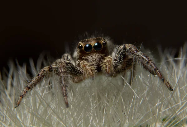 Aranha Nos Espinhos Cacto — Fotografia de Stock