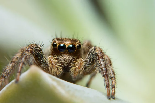 Close Ups Spin Het Blad — Stockfoto