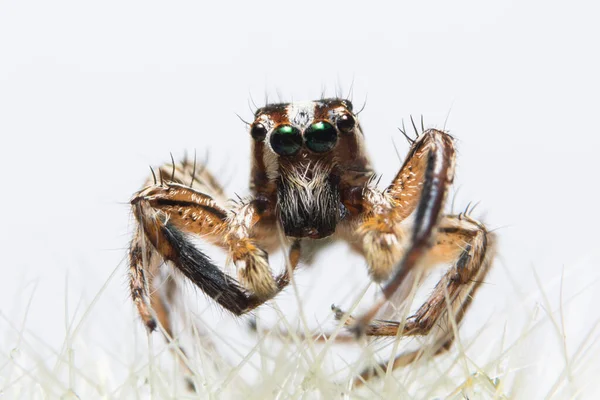 Close Ups Aranha Folha — Fotografia de Stock