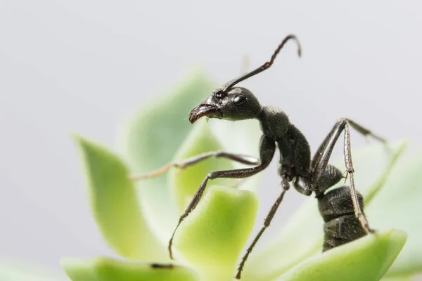 Close Photos Black Ants Leaf — Stock Photo, Image