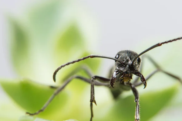 Fotos Cerca Hormigas Negras Hoja — Foto de Stock