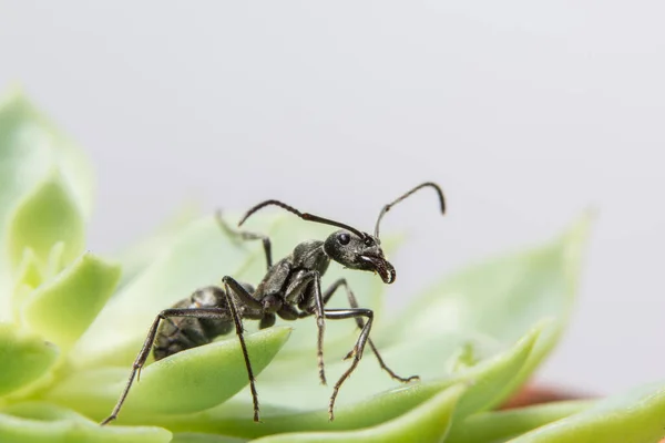 Zavřít Fotografie Černých Mravenců Listu — Stock fotografie