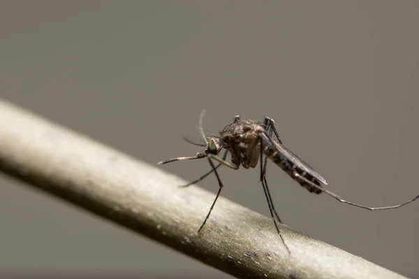 枝の上の蚊のクローズアップ写真 — ストック写真