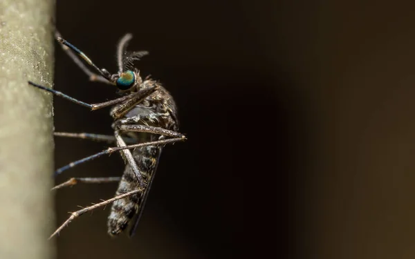 Mosquito Foto Cerca Una Rama —  Fotos de Stock