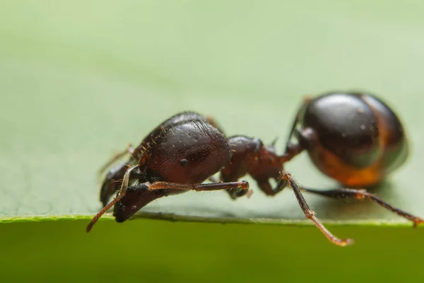 Karıncaların yakın plan fotoğrafı Pheidole jeton driversus bir dal üzerinde