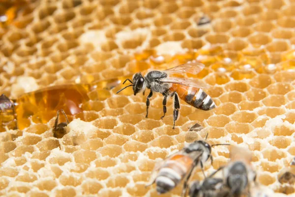 Arı Kovanındaki Arıların Resmini Kapat — Stok fotoğraf