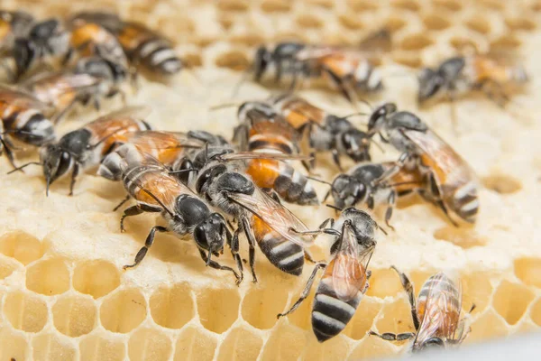 Zbliżenie Zdjęcie Pszczoły Ulu — Zdjęcie stockowe