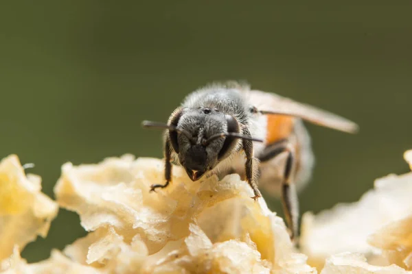 Imagen Cerca Abeja Colmena —  Fotos de Stock