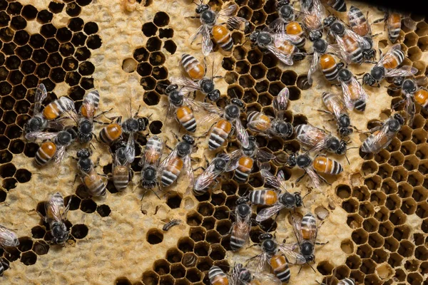 Arı Kovanındaki Arıların Resmini Kapat — Stok fotoğraf