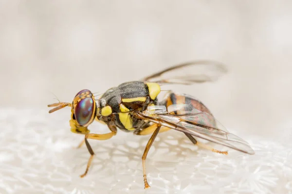 Fechar Fotos Drosophila Melanogaster — Fotografia de Stock