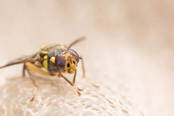 Fotos Cerca Drosophila Melanogaster —  Fotos de Stock