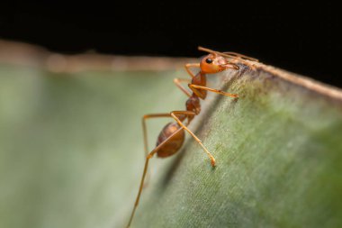 Yakın plan kırmızı karınca ağaçta.