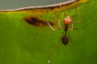Yakın plan kırmızı karınca ağaçta.