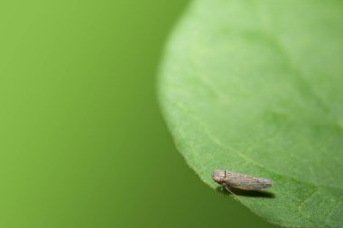 Yaprağın üzerinde kahverengi bir bitkinin yakın plan fotoğrafı.