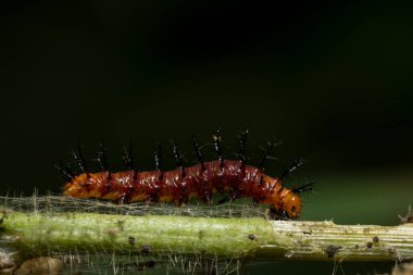 Close up photos of red caterpillar clipart