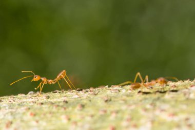 Kırmızı karıncalara yakından bakın..