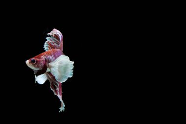 Beta, Büyük Kulak Duruşunu Büyüttü