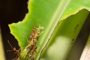 Ağaçtaki karıncalar