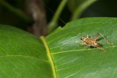 Makro Böcek Vahşi Yaşam