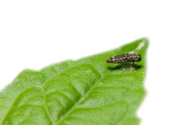 Makro Böcek Vahşi Yaşam