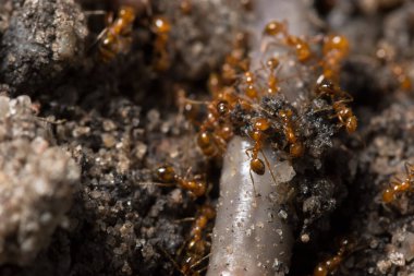 Solenopsis invicta hayvan vahşi yaşam