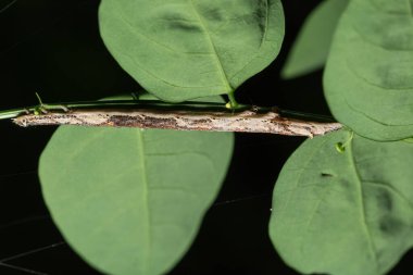 Solucan makro hayvan vahşi yaşam