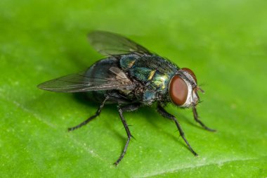 macro fly animal wildlife clipart