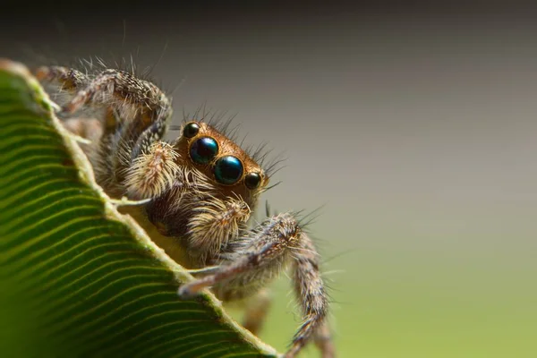 Makro Spinne Auf Blatt — Stockfoto