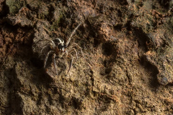 Imagem Close Uma Aranha Uma Árvore — Fotografia de Stock