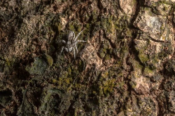 Ağaçtaki Örümceğin Yakın Plan Görüntüsü — Stok fotoğraf